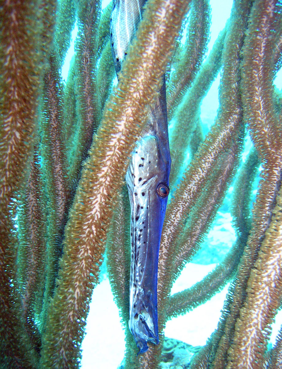 Рыба-флейта фото