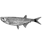 Нарисованная рыба породы Чехонь